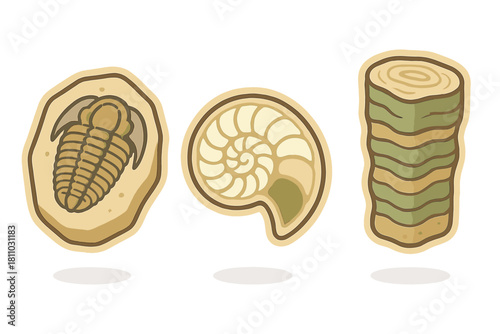 Three ancient fossil specimens: trilobite, ammonite, and petrified wood