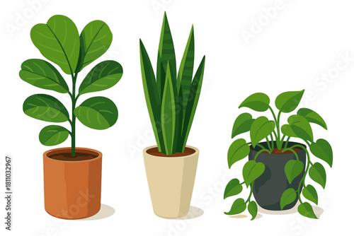 Diverse collection of potted indoor houseplants including Ficus Lyrata and Sansevieria