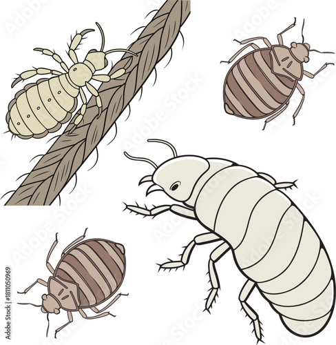 Collection of various insect pest illustration showing louse tick and bedbug drawing on.
