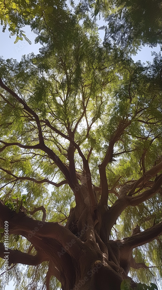 Naklejka premium Majestic Tall Tree With Spreading Branches and Lush Green Canopy Reaching Skyward