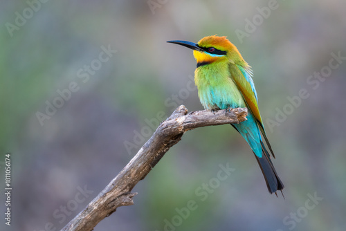 Rainbow bee-eater (Merops ornatus), Perth, Western Australia. Beautiful Australian bird.