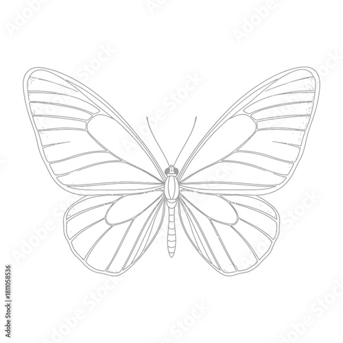 Outline drawing of a butterfly with wings spread against a