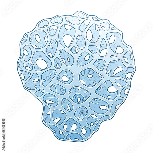 Illustration of a porous, spongelike biological structure with many holes