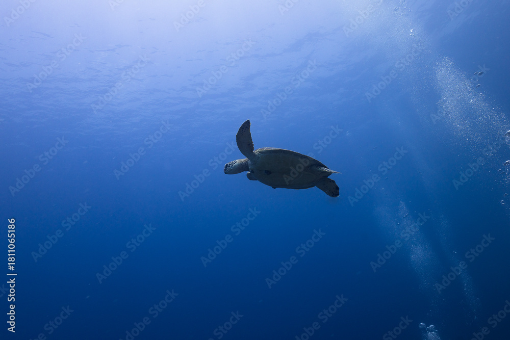 Obraz premium underwater scene with fish
