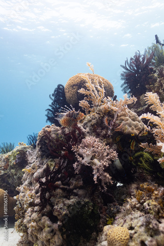 coral reef and coral