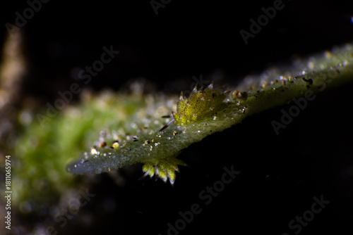 caterpillar on a branch