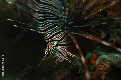 fish in aquarium