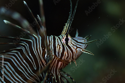 lionfish in aquarium