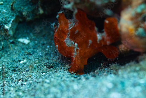 octopus in aquarium