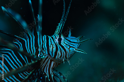 lionfish in aquarium