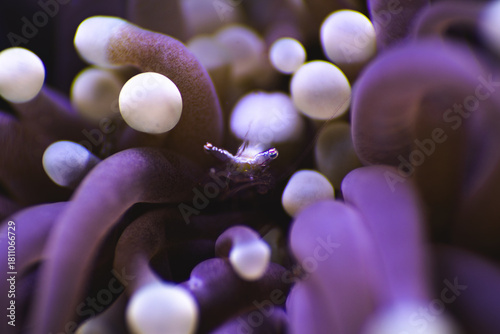 close up of a anemone