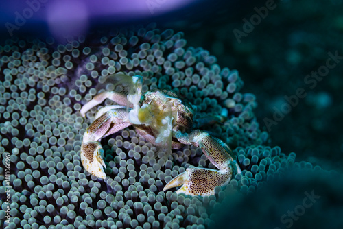 close up of a crab