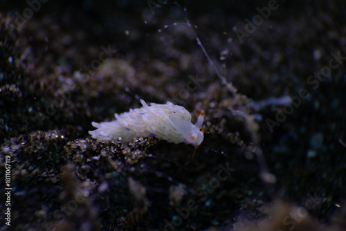jellyfish in the sea