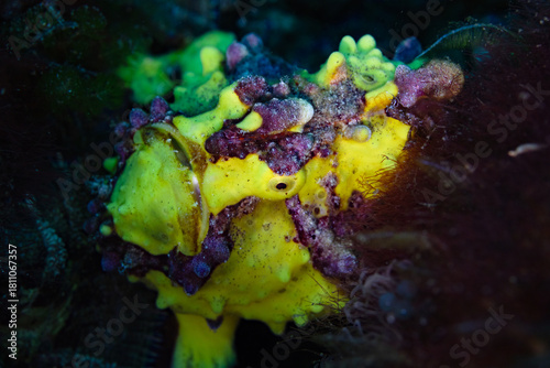 aquarium with fishes