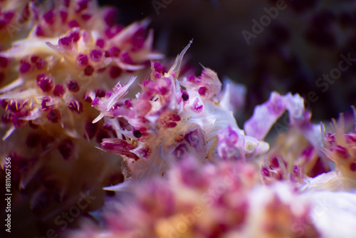 close up of a pink crab