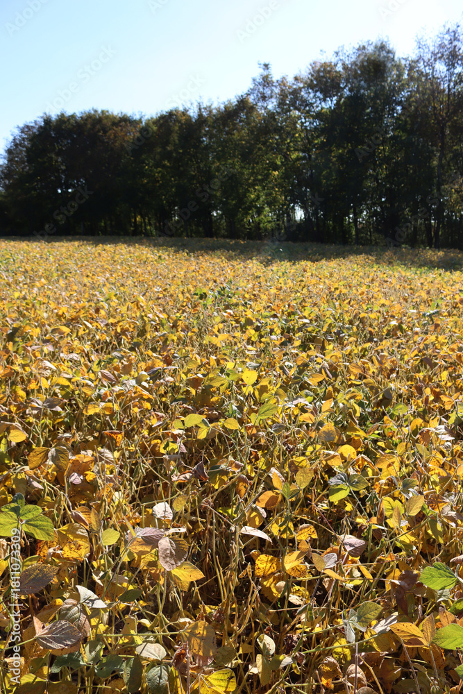 Obraz premium Glycine max agricultural landscape against dark trees background on autumn season. Yellow soybean field on a sunny day