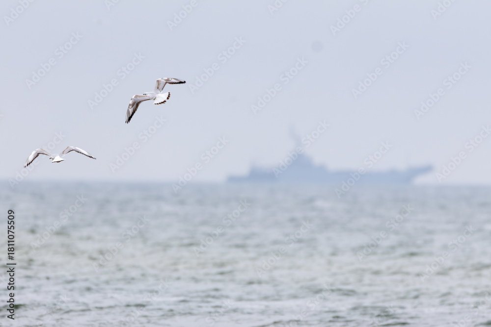 Naklejka premium Seagulls flying in front of a warship, dynamic coastal and nature shooting.