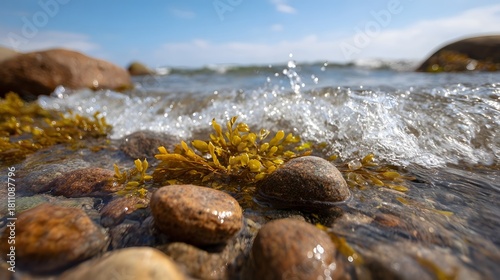 Fototapeta Naklejka Na Ścianę i Meble -  Close up of wet stones and golden seaweed on a rocky shore as a gentle wave washes over under a bright blue sky