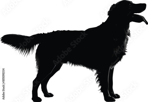 Black silhouette of golden retriever dog breed on white background eps