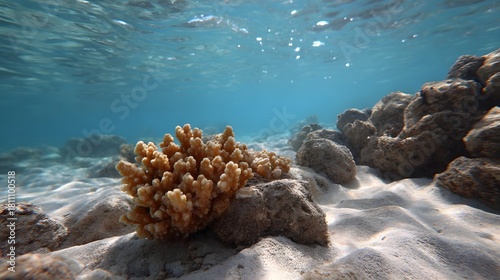Fototapeta Naklejka Na Ścianę i Meble -  Underwater view of a vibrant coral reef on a sandy seabed with sunlight filtering through the clear blue water