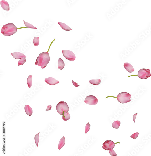 Scattered Pink Tulip Petals