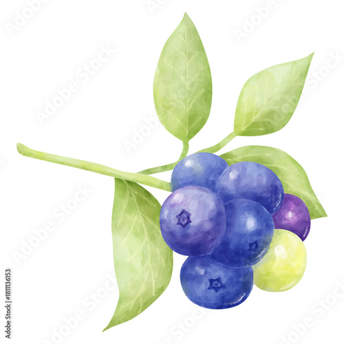 水彩画風の枝と葉のついたブルーベリーのイラスト