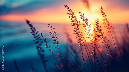 Close up of Golden Grasses Illuminated by a Vibrant Sunset Glow