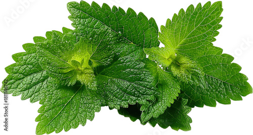 Fresh green lemon balm leaves with vibrant natural appearance
