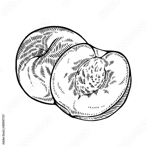 Peach Whole and Half Line Art Vector