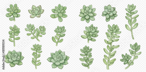 Watercolor illustration of various succulent plants, isolated on a transparent background.