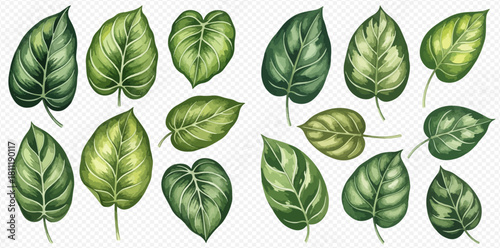 A collection of various green leaves with detailed vein patterns, showcasing different shapes and shades.