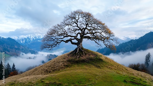 Majestic tree on hilltop misty mountain landscape nature photography tranquil environment wide-angle view