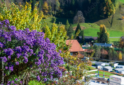 Purple heather flowers in the beautiful village