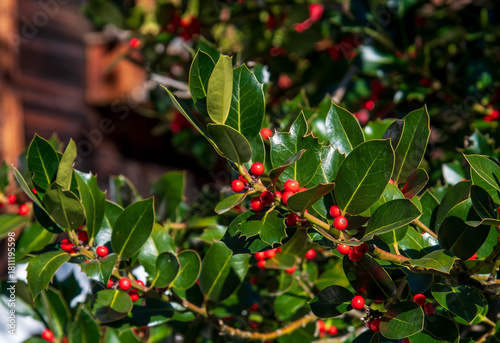 Autumn holly trees in the beautiful village