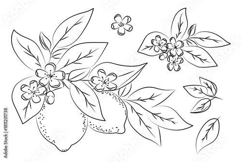 Lemon branch gracefully adorned with blossoms and leaves in a detailed vector illustration. The intricate line art highlights the elegance of citrus fruit and floral elements.
