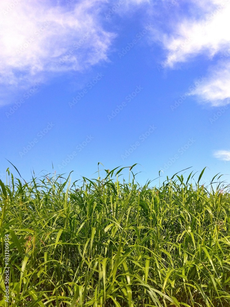 Obraz premium 除草されてもすぐに生えてくる秋の放水路土手のセイバンモロコシの若葉