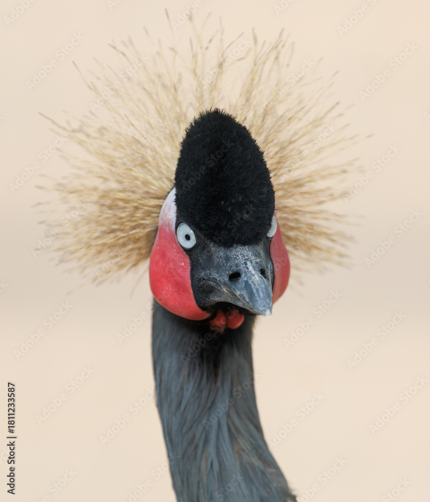 Naklejka premium A bird with a black beak and red eyes