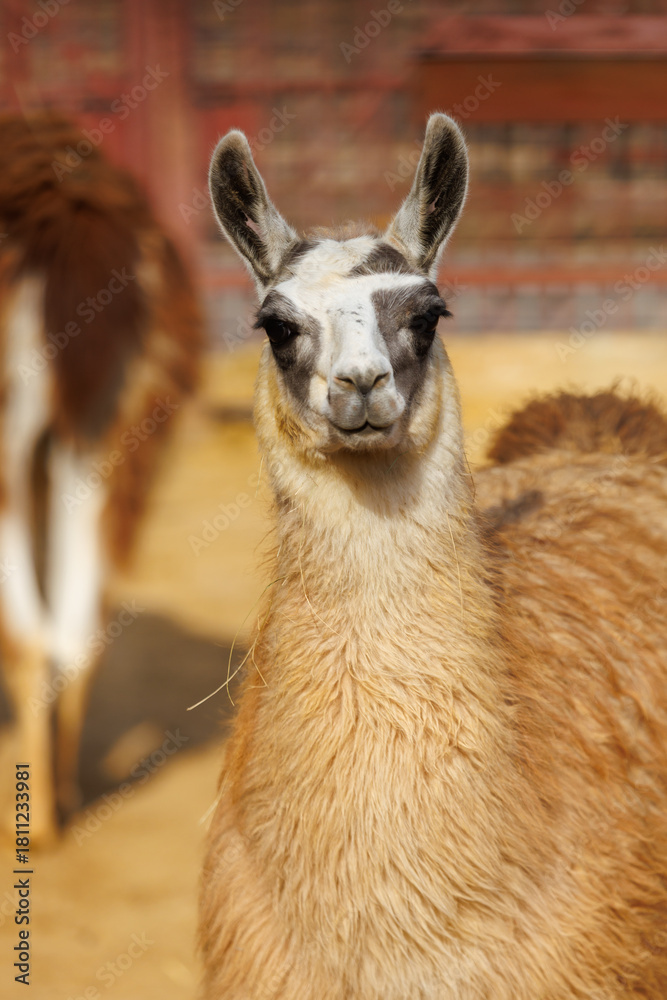 Naklejka premium A brown and white llama is standing in front of a brick wall
