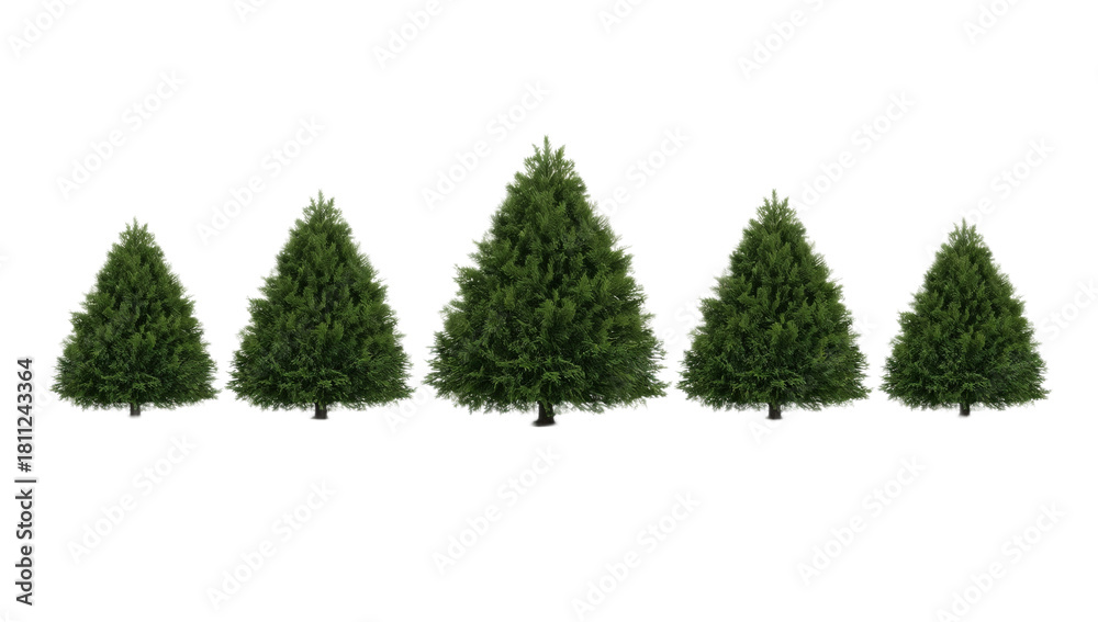 Fototapeta premium Row of five vibrant evergreen trees, digitally illustrated with realistic lush green foliage and varied heights, perfectly isolated on a clean white background for design projects
