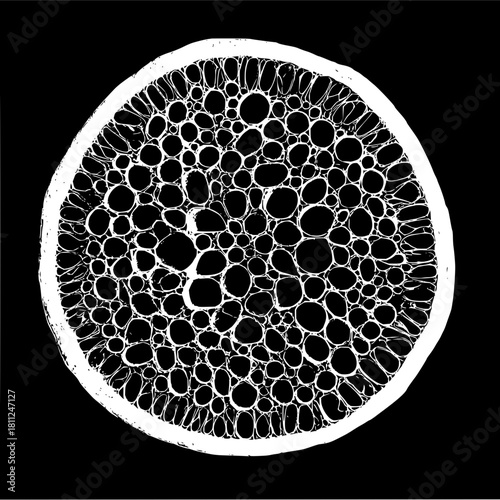 Abstract cell structure biology science art print black and white organic pattern design illustration 100
