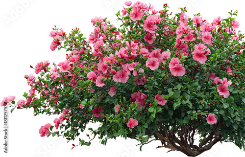 Vibrant pink hibiscus bush in full bloom with green leaves