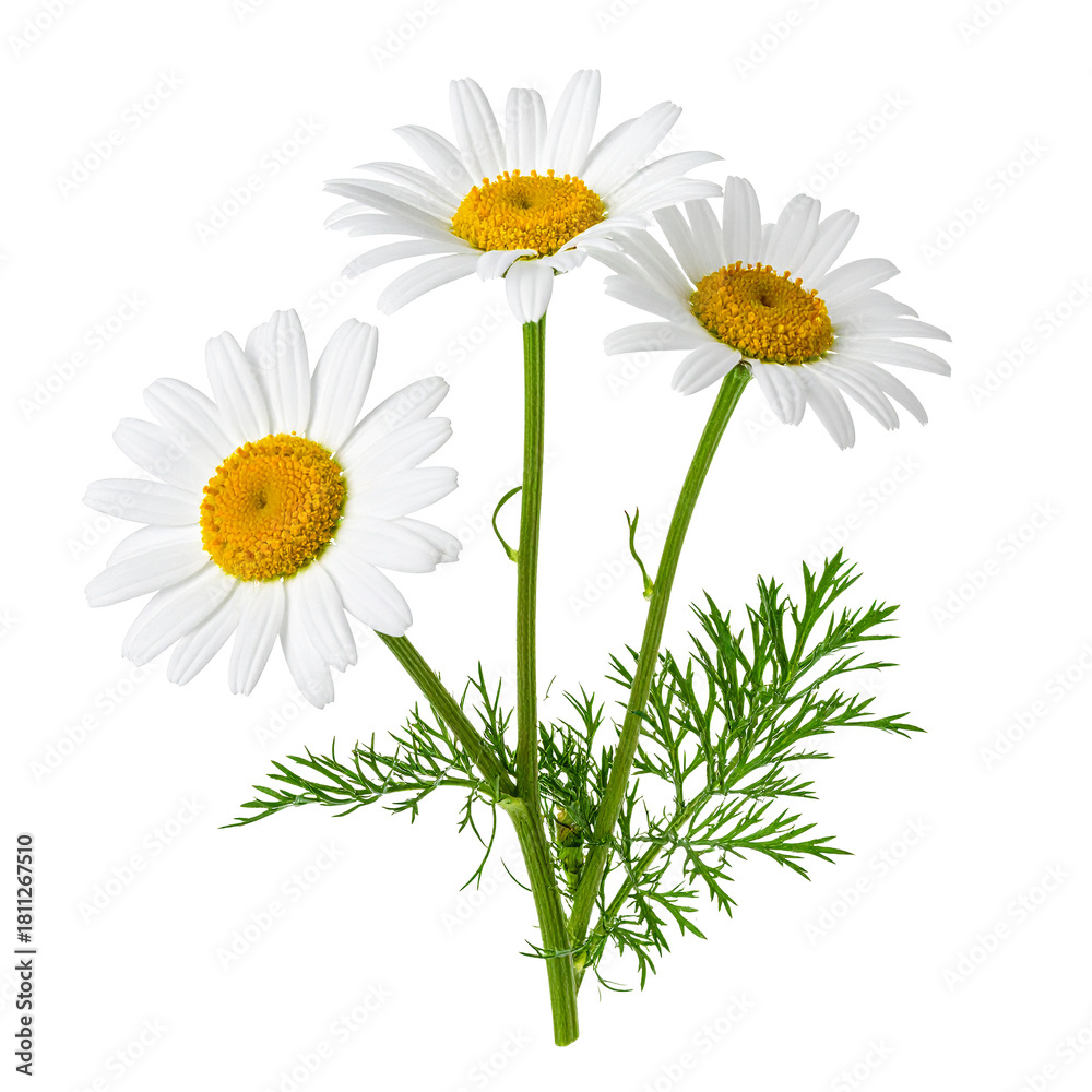 Fototapeta premium Delicate chamomile: close-up shot of several beautiful daisy-like flowers with white petals and a golden center, set against a plain backdrop, highlighting their intricate details and fresh appeal.