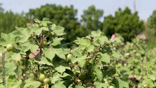 Cotton plant with bolls growing in a field close-up of natural fibers agriculture and textile industry