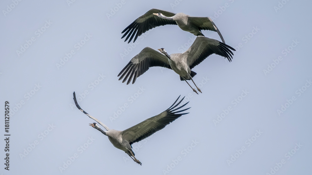 Obraz premium Flight of gray cranes migrating south to spend the winter