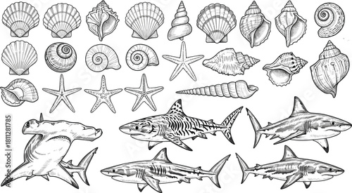 Engraved Sea Life Vector Set, Hammerhead and Tiger Sharks, Seashells, Starfish, and Ocean Mollusks Detailed Hand-Drawn Vintage Marine Illustration Collection.