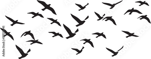 birds in flight