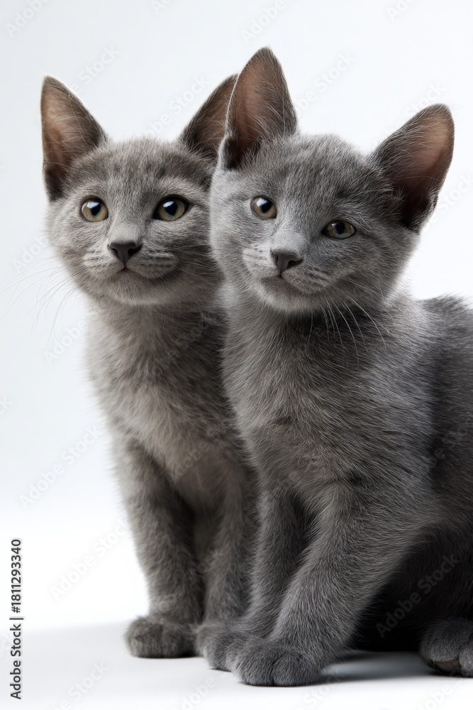 Fototapeta premium Adorable twin gray kittens with curious expressions posing together
