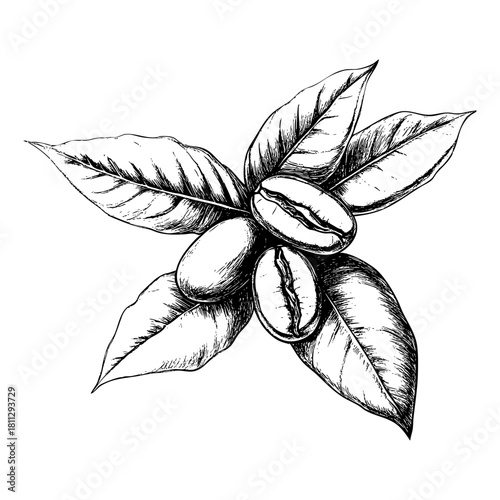 Artistic sketch of coffee beans surrounded by green leaves