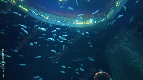 A vibrant underwater scene featuring schools of fish swimming gracefully under beams of soft light, showcasing the beauty of marine life in their natural habitat.