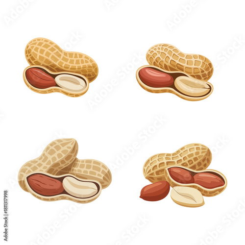 Cute Vector Peanut with Open Shell Showing Raw Peanut and Closed Pod Set